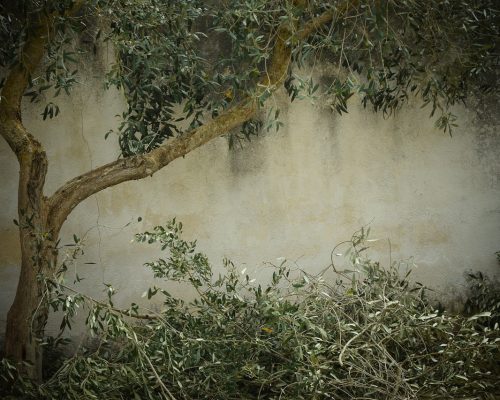 olive-tree-g7e4ceaa50_1280