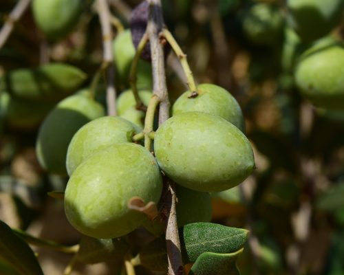 olives-gaca96575c_1280